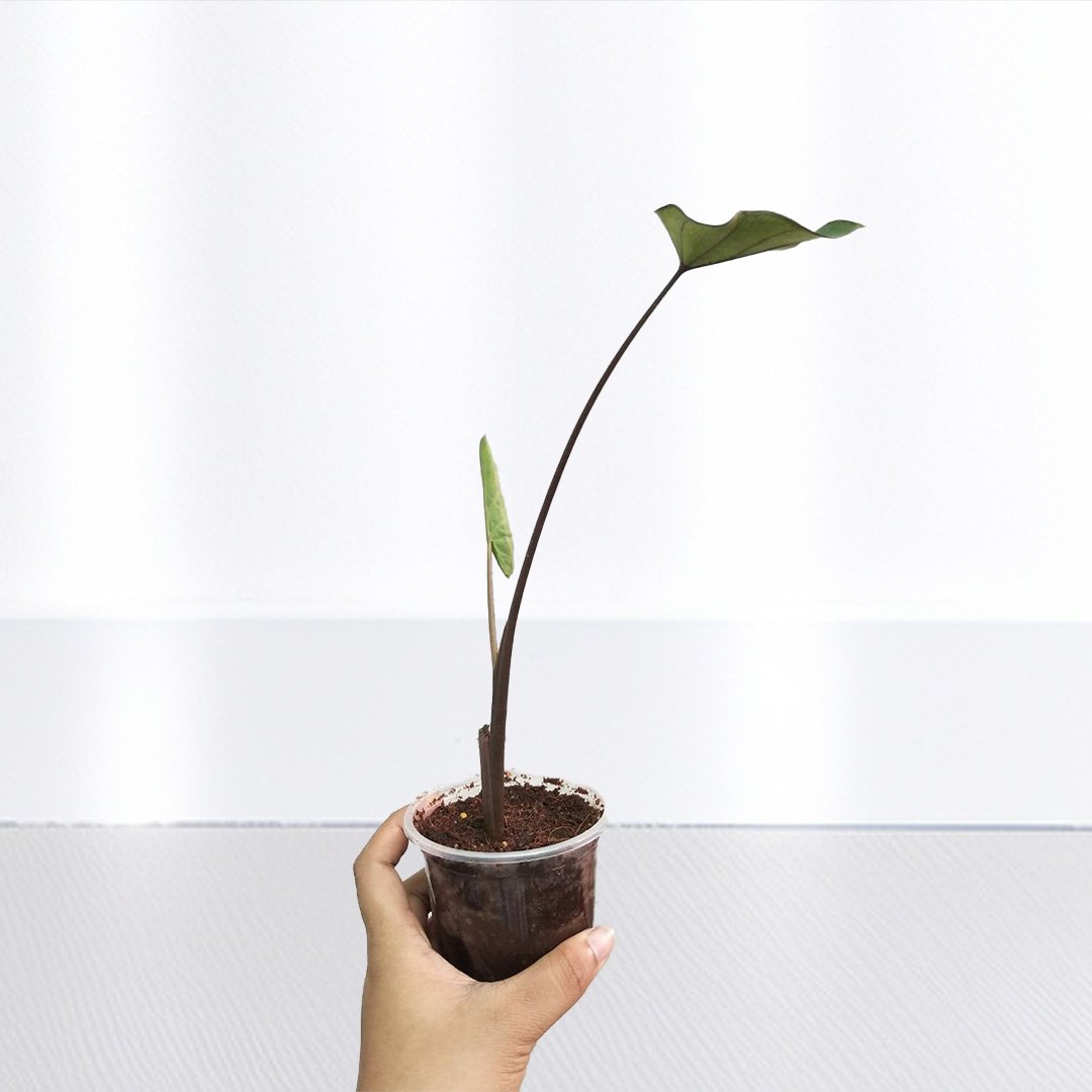 Colocasia Coffee Cup